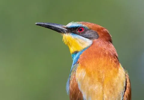 European bee-eater, merops apiaster. Close-up of a bird on a beautiful flat.. Stock Photos
