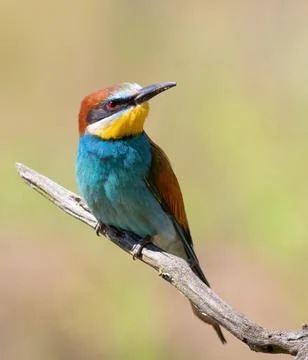 European bee-eater, merops apiaster. A bird sits on a beautiful branch on a.. Stock Photos