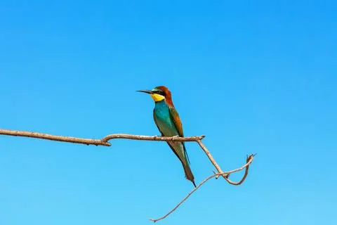 European Bee-eater (Merops apiaster) sitting on the branch of Asiatic elm Foto stock