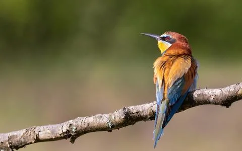 European bee-eater, merops apiaster. A bird sitting on a branch on a beauti.. Stock Photos