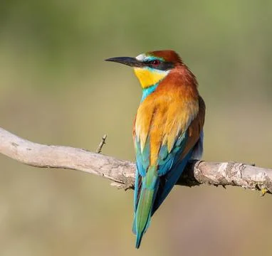 European bee-eater, merops apiaster. A bird sitting on a branch on a beauti.. Stock Photos
