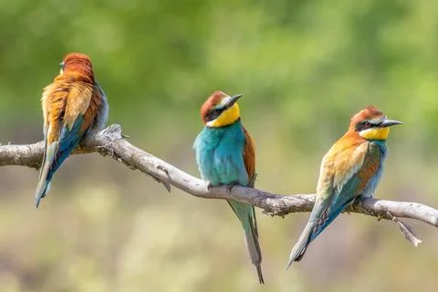 European bee-eater, merops apiaster. Three birds sitting on a branch on a b.. Foto stock