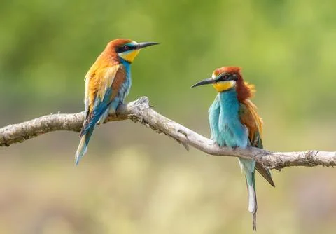 European bee-eater, merops apiaster. Two birds sitting on a branch on a gre.. Stock Photos
