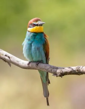 European bee-eater, merops apiaster. A bird sitting on a branch on a beauti.. Stock Photos