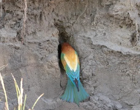 European bee-eater, Merops apiaster. A bird digs a hole in the ground for i.. Stock Photos
