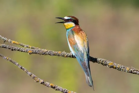 European bee-eater, merops apiaster. A bird sits on a beautiful branch on a.. Stock Photos