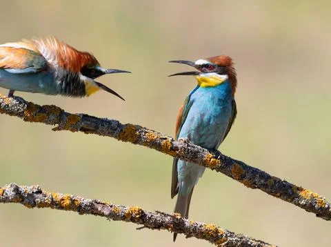 European bee-eater, merops apiaster. Two birds clashing over a convenient b.. Stock Photos