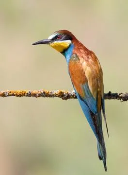 European bee-eater, merops apiaster. A bird sits on a thin, beautiful branch Stock Photos