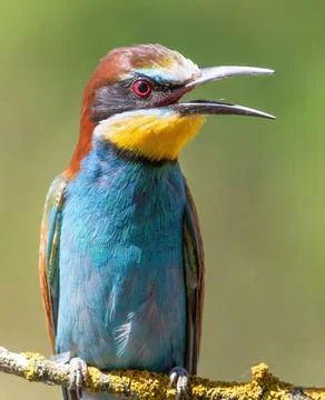 European bee-eater, merops apiaster. A close-up of the calling bird Foto stock