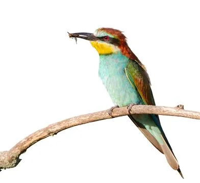 European bee-eater, merops apiaster. A bird sits on a branch with prey. Whi.. Stock-Fotos