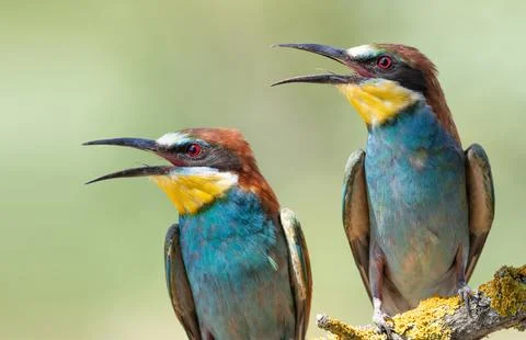 European bee-eater, merops apiaster. Close-up of two birds with their beaks.. Stock Photos