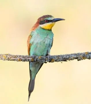 European bee-eater, merops apiaster. A bird sitting on a branch on a beauti.. Stock-Fotos