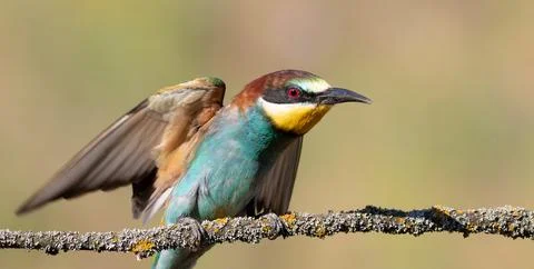 European bee-eater, merops apiaster. Close-up of a bird spreading its wings Stock Photos