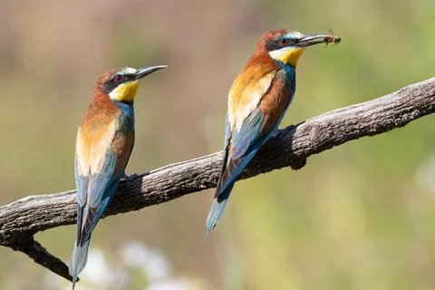 European bee-eater, merops apiaster. A family of birds sits on a branch nex.. Stock Photos