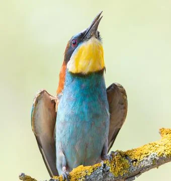 European bee-eater, merops apiaster. Close-up of a bird spreading its wings Stock Photos