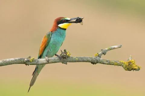 European bee-eater Merops apiaster bird songbird wildlife nature beautiful Foto stock