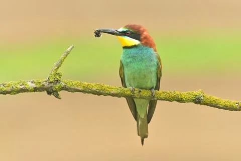 European bee-eater Merops apiaster bird songbird wildlife nature beautiful an Stock Photos