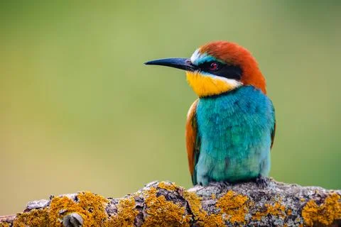 European bee-eater (Merops apiaster) perched on a branch, portrait Stock Photos