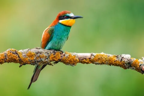 European bee-eater (Merops apiaster) perched on a branch, portrait Stock Photos