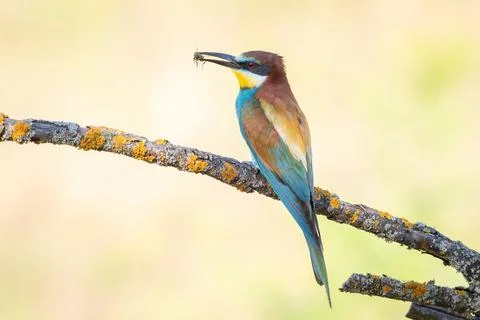 European bee-eater, merops apiaster. A bird sits on a beautiful branch with.. Stock Photos