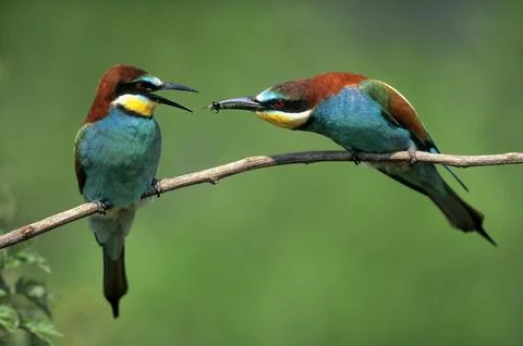 European bee-eater (Merops apiaster), pair with food in beak Fotos Stock
