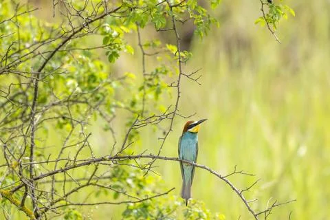 European bee-eater, Merops apiaster, Palava, Southern Moravia, Czech Republic 스톡 사진