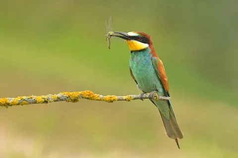 European bee-eater Merops apiaster bird songbird wildlife nature beautiful 库存照片