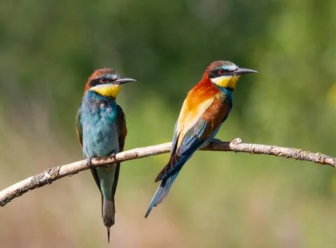 European bee-eater, Merops apiaster. Early in the morning, a family of bird.. Stock Photos
