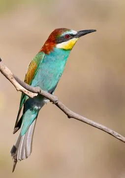 European bee-eater, Merops apiaster. A bird sits on a dry, thin branch near.. Stock Photos