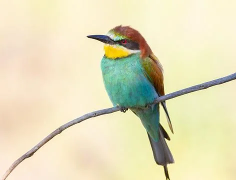 European bee-eater, Merops apiaster. Close-up of a bird sitting on a branch.. Stock Photos