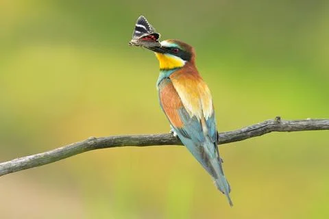 European bee-eater Merops apiaster bird songbird wildlife nature beautiful Foto stock