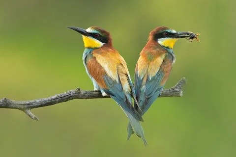 European bee-eater Merops apiaster bird songbird wildlife nature beautiful Foto stock