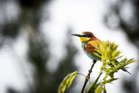 A European Bee-eater (Merops apiaster) on a branch in its natural environme.. Stock Photos