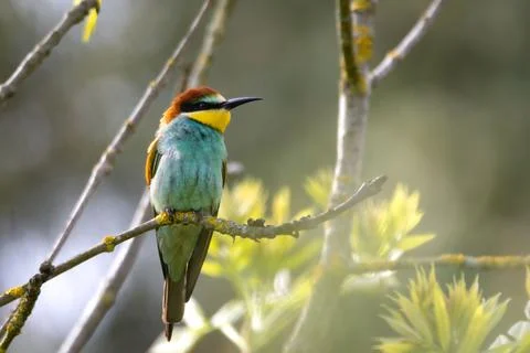 A European Bee-eater (Merops apiaster) on a branch in its natural environme.. Stock Photos
