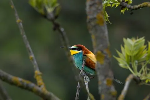 A European Bee-eater (Merops apiaster) on a branch in its natural environme.. Stock Photos