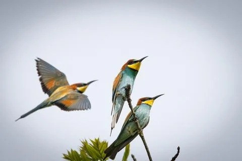 A European Bee-eater (Merops apiaster) on a branch in its natural environme.. Stock Photos