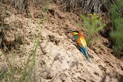 A European Bee-eater (Merops apiaster) at the entrance of its nesting burro.. Stock Photos