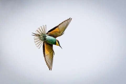 A European Bee-eater (Merops apiaster) in flight. The strikingly colorful b.. Stock Photos