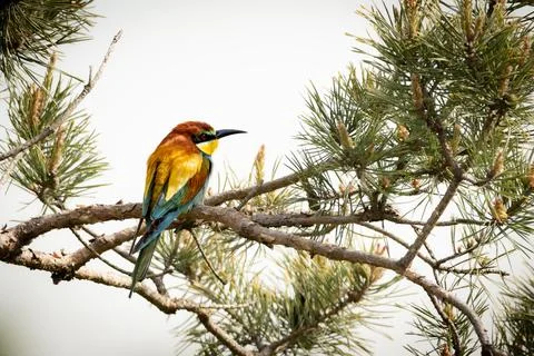A European Bee-eater (Merops apiaster) on a branch in its natural environme.. Stock Photos