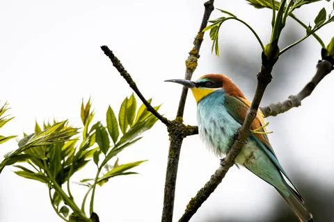 A European Bee-eater (Merops apiaster) on a branch in its natural environme.. Foto stock