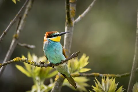 A European Bee-eater (Merops apiaster) on a branch in its natural environme.. Stock Photos