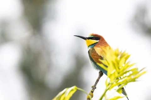 A European Bee-eater (Merops apiaster) on a branch in its natural environme.. Stock Photos