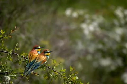 A European Bee-eater (Merops apiaster) on a branch in its natural environme.. Stock Photos