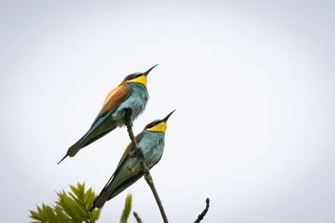 A European Bee-eater (Merops apiaster) on a branch in its natural environme.. Stock Photos
