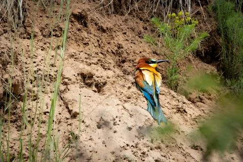 A European Bee-eater (Merops apiaster) at the entrance of its nesting burro.. Stock Photos