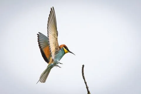 A European Bee-eater (Merops apiaster) in flight. The strikingly colorful b.. Stock Photos