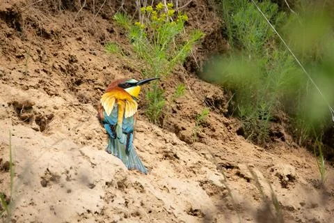 A European Bee-eater (Merops apiaster) at the entrance of its nesting burro.. Stock Photos