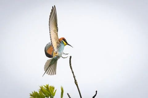 A European Bee-eater (Merops apiaster) in flight. The strikingly colorful b.. Stock Photos