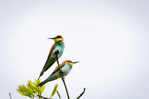 A European Bee-eater (Merops apiaster) on a branch in its natural environme.. Stock Photos