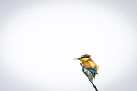A European Bee-eater (Merops apiaster) on a branch in its natural environme.. Stock Photos